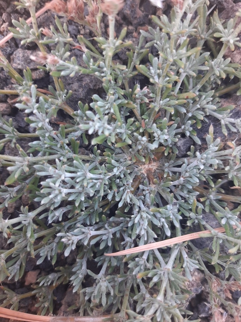 Polycarpaea tenuis