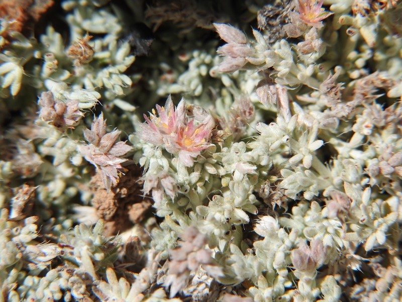 Polycarpaea tenuis photo 2