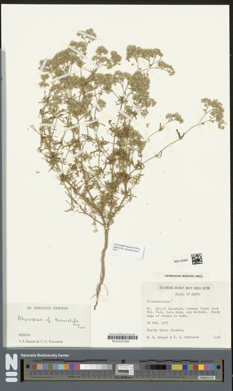 Polycarpaea tenuistyla