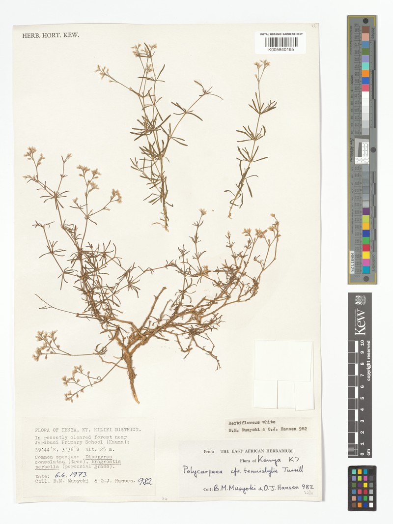 Polycarpaea tenuistyla photo 2