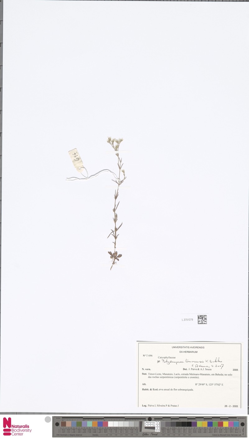 Polycarpaea timorensis