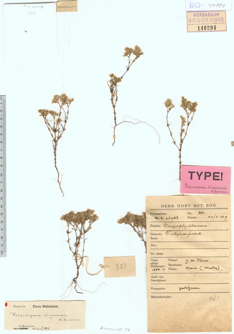 Polycarpaea timorensis photo 2