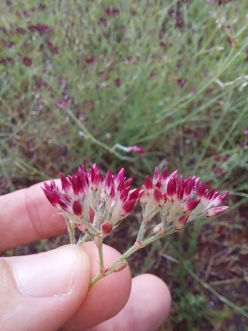 Polycarpaea violacea photo 2