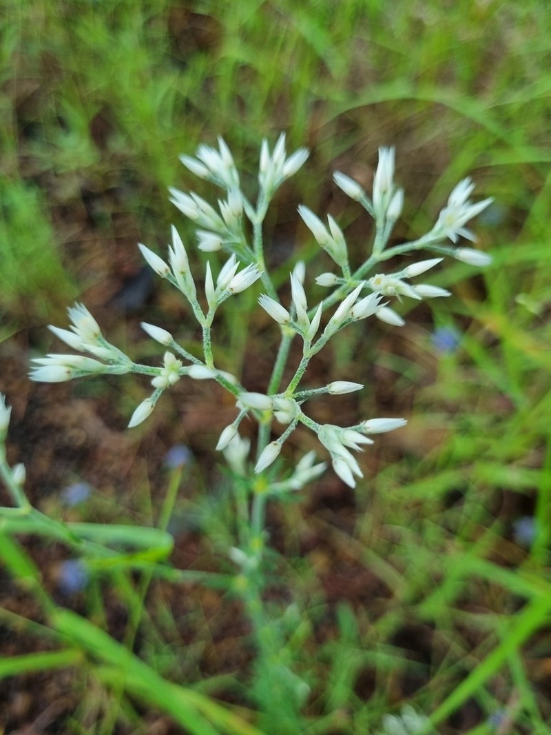Polycarpaea violacea photo 3