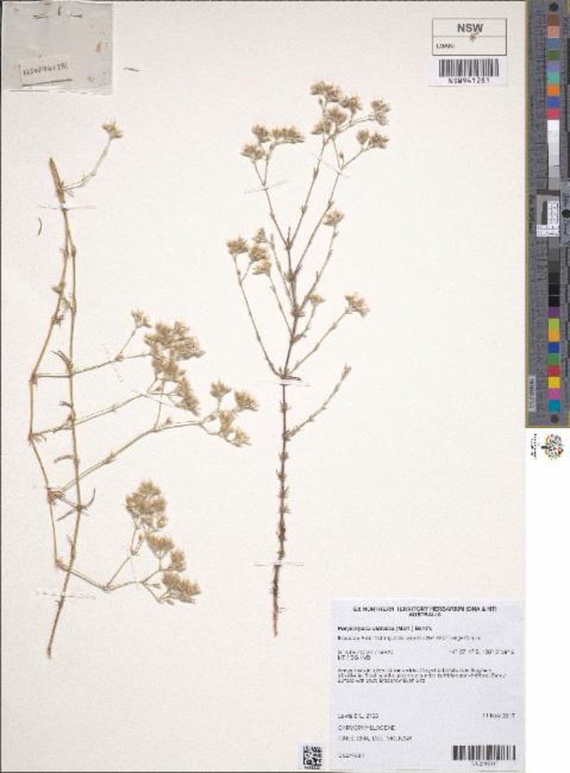 Polycarpaea violacea photo 6