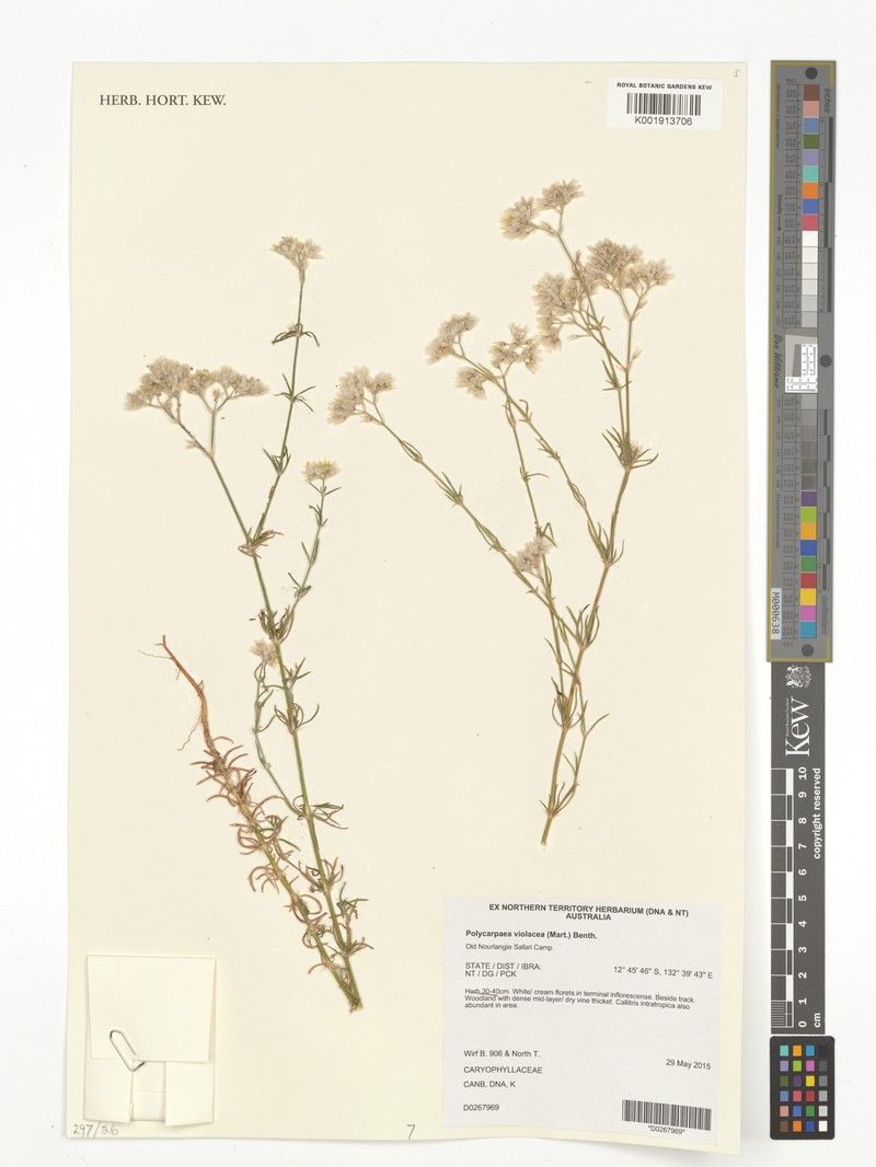 Polycarpaea violacea photo 7