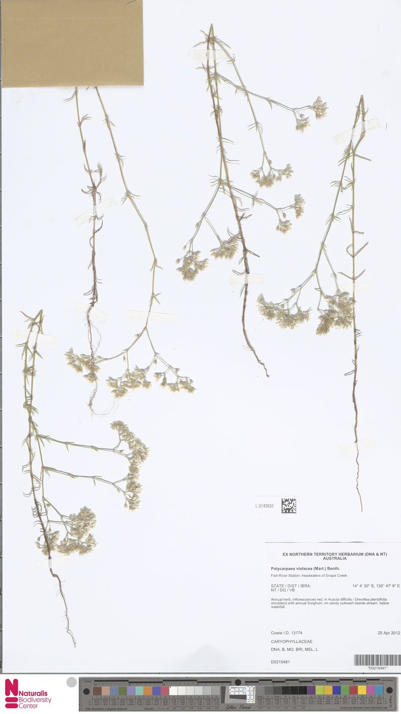 Polycarpaea violacea photo 8