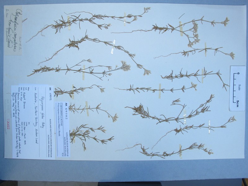Polycarpaea violacea