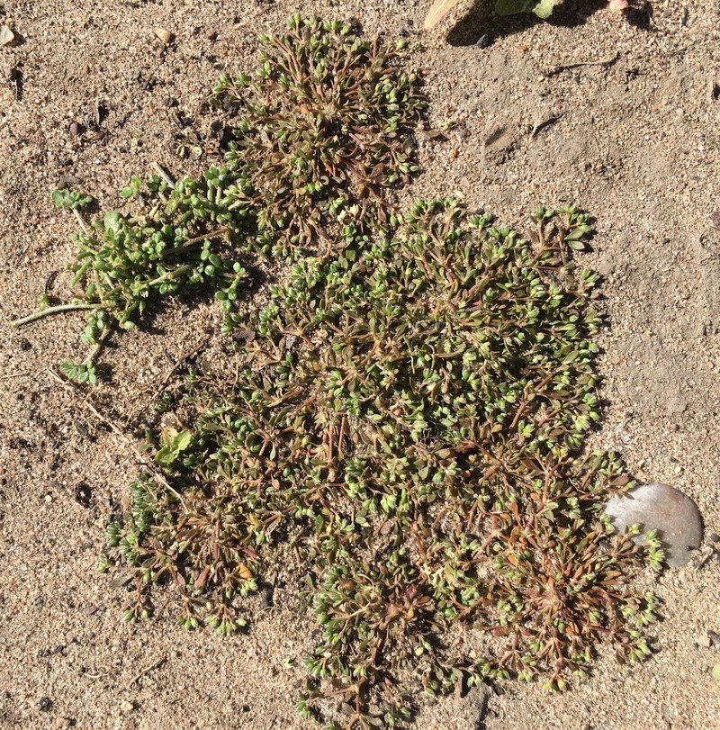 California Manyseed
