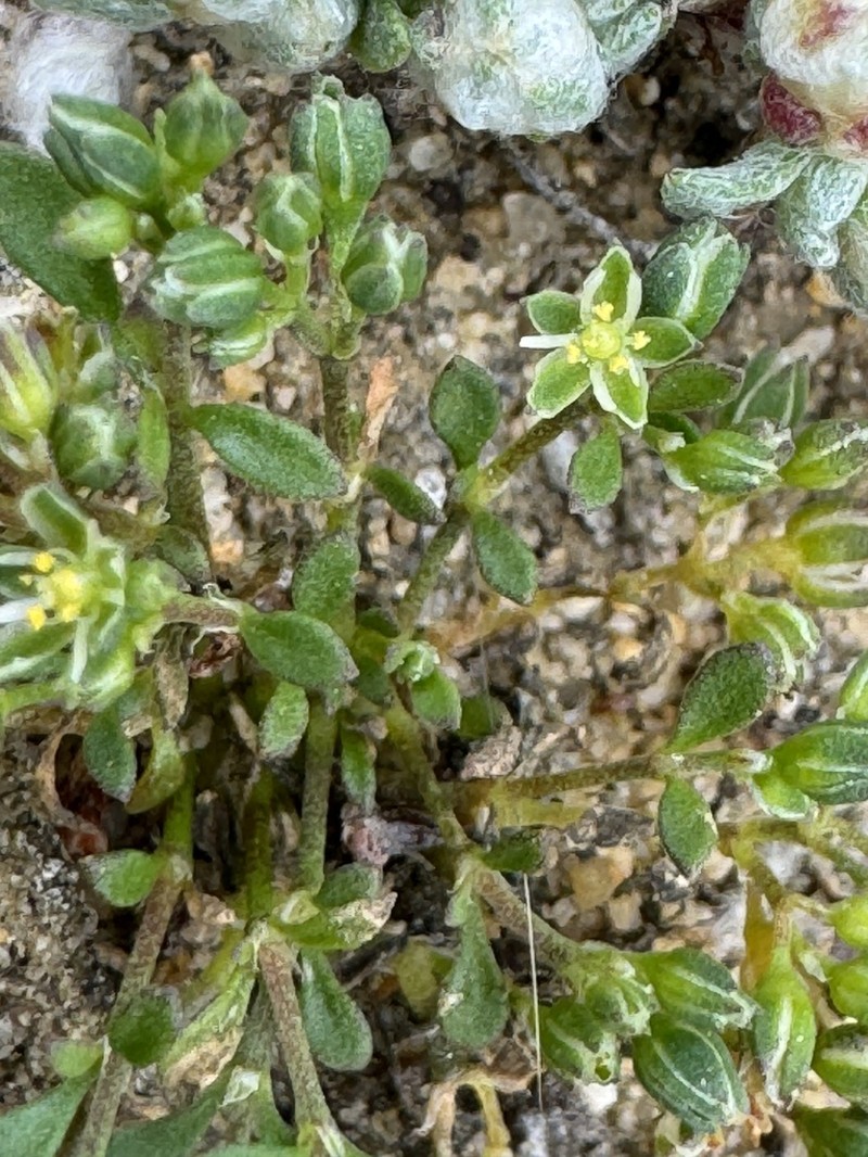 California Manyseed photo 2