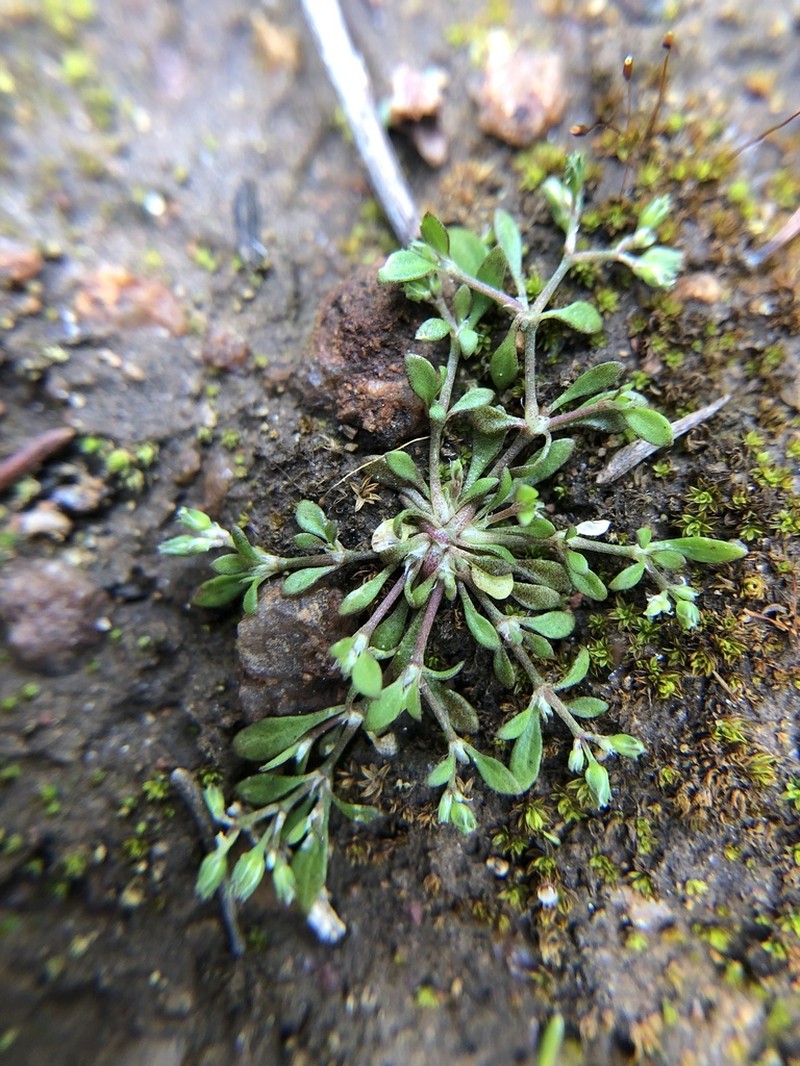 California Manyseed photo 3