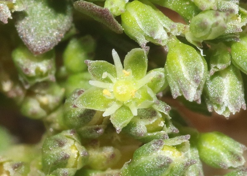 California Manyseed photo 4