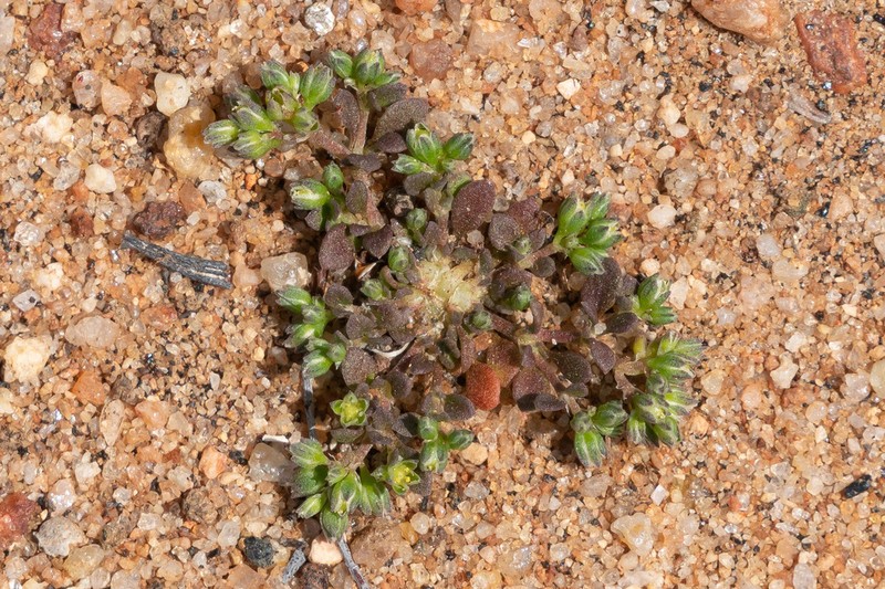 California Manyseed photo 5