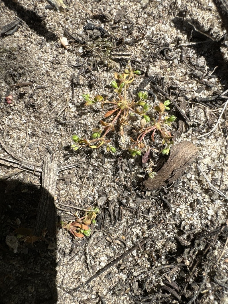 California Manyseed photo 6