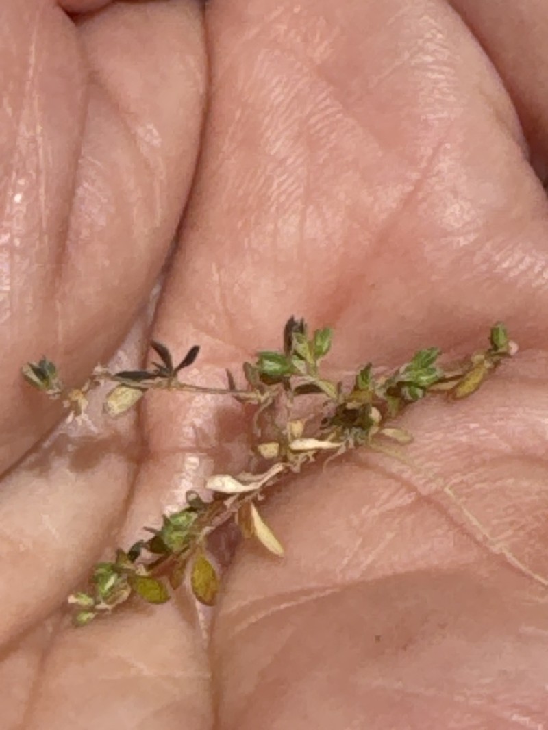 California Manyseed photo 7