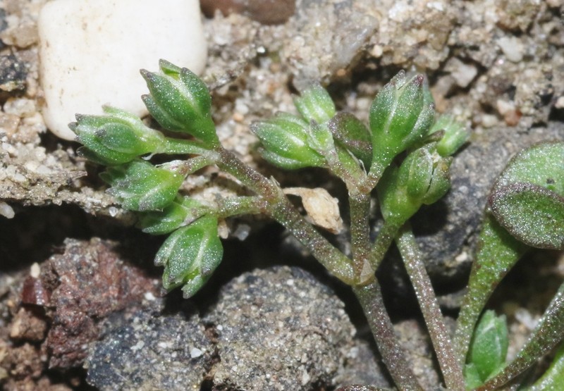California Manyseed photo 8