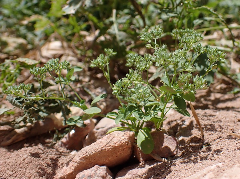 Fourleaf Manyseed photo 5