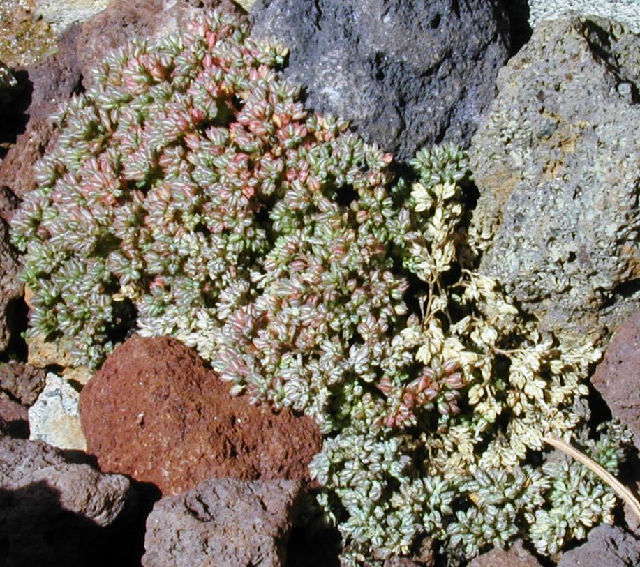 Fourleaf Manyseed