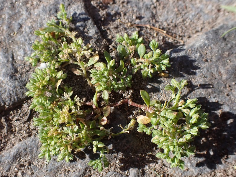 Fourleaf Manyseed photo 2