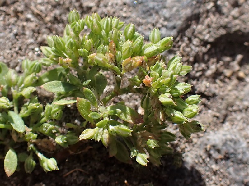 Fourleaf Manyseed photo 3