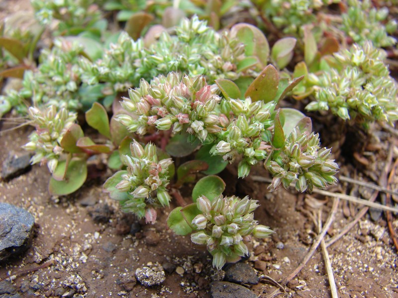 Fourleaf Manyseed photo 4