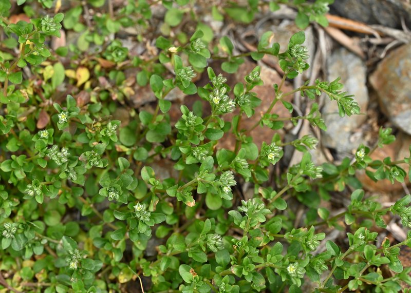Fourleaf Manyseed photo 6