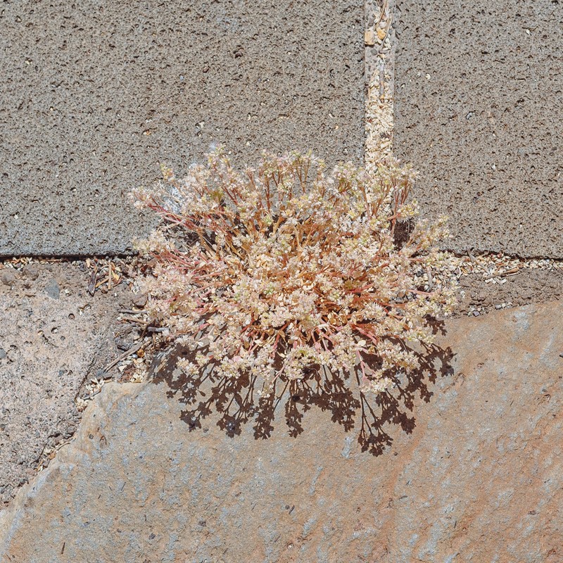 Fourleaf Manyseed photo 7