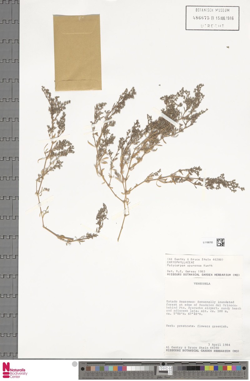 Polycarpon tetraphyllum subsp. apurense photo 2