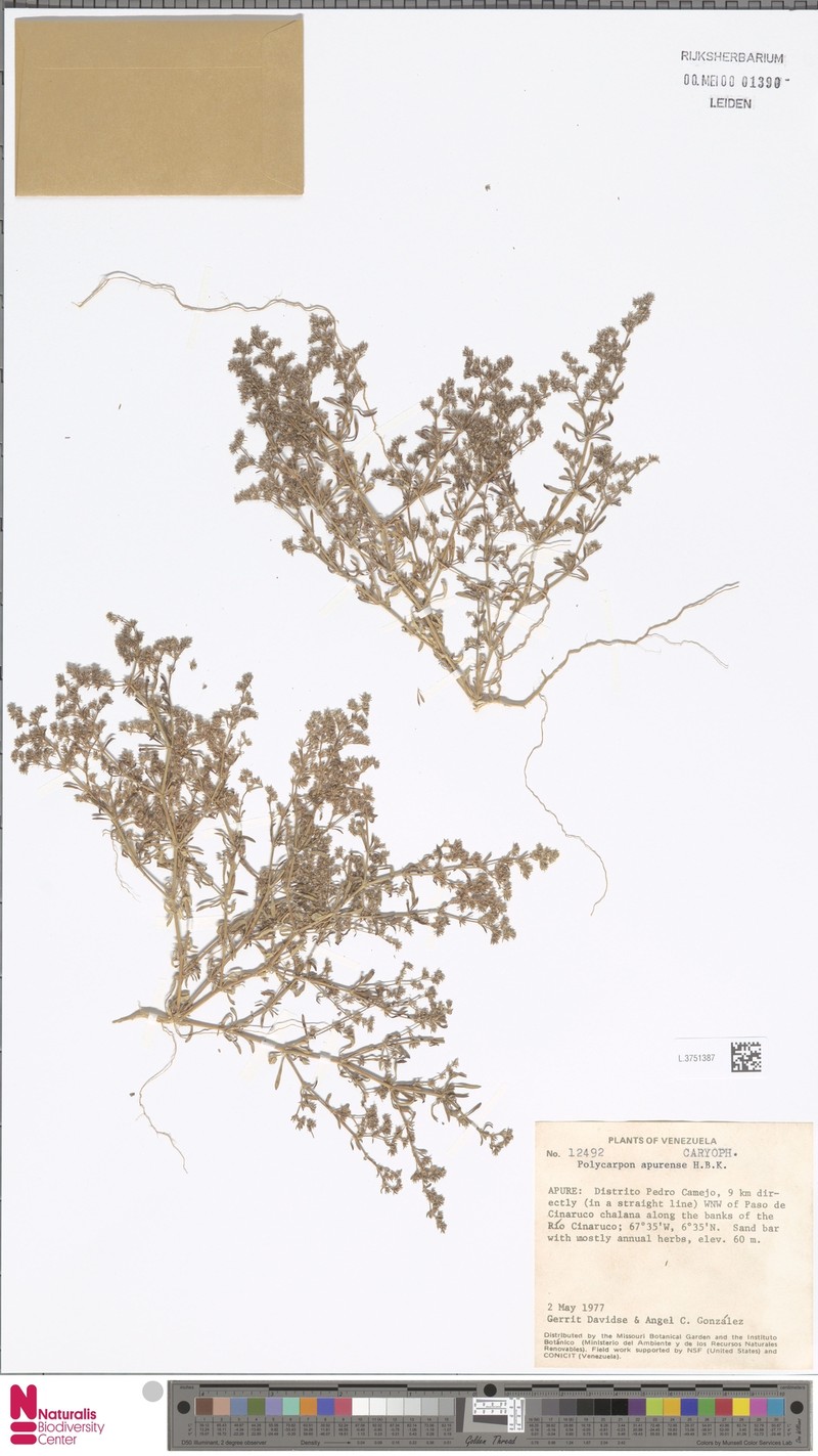 Polycarpon tetraphyllum subsp. apurense photo 3