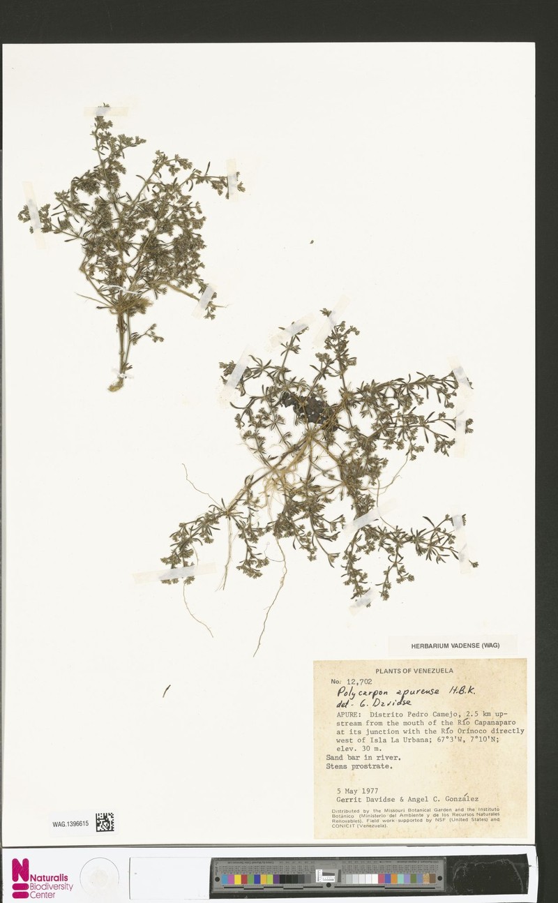 Polycarpon tetraphyllum subsp. apurense photo 4