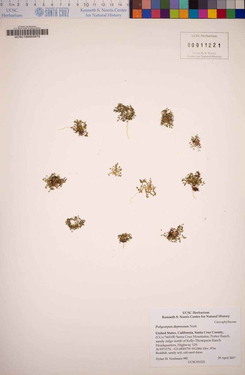 Polycarpon tetraphyllum subsp. depressum