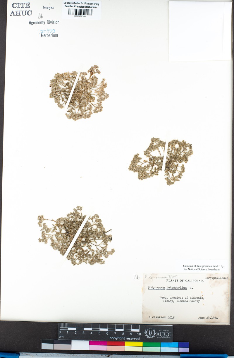 Polycarpon tetraphyllum subsp. depressum photo 3