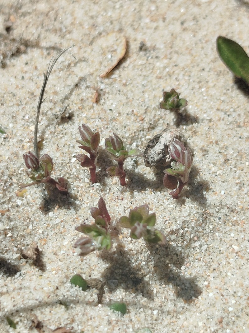Polycarpon tetraphyllum subsp. dunense