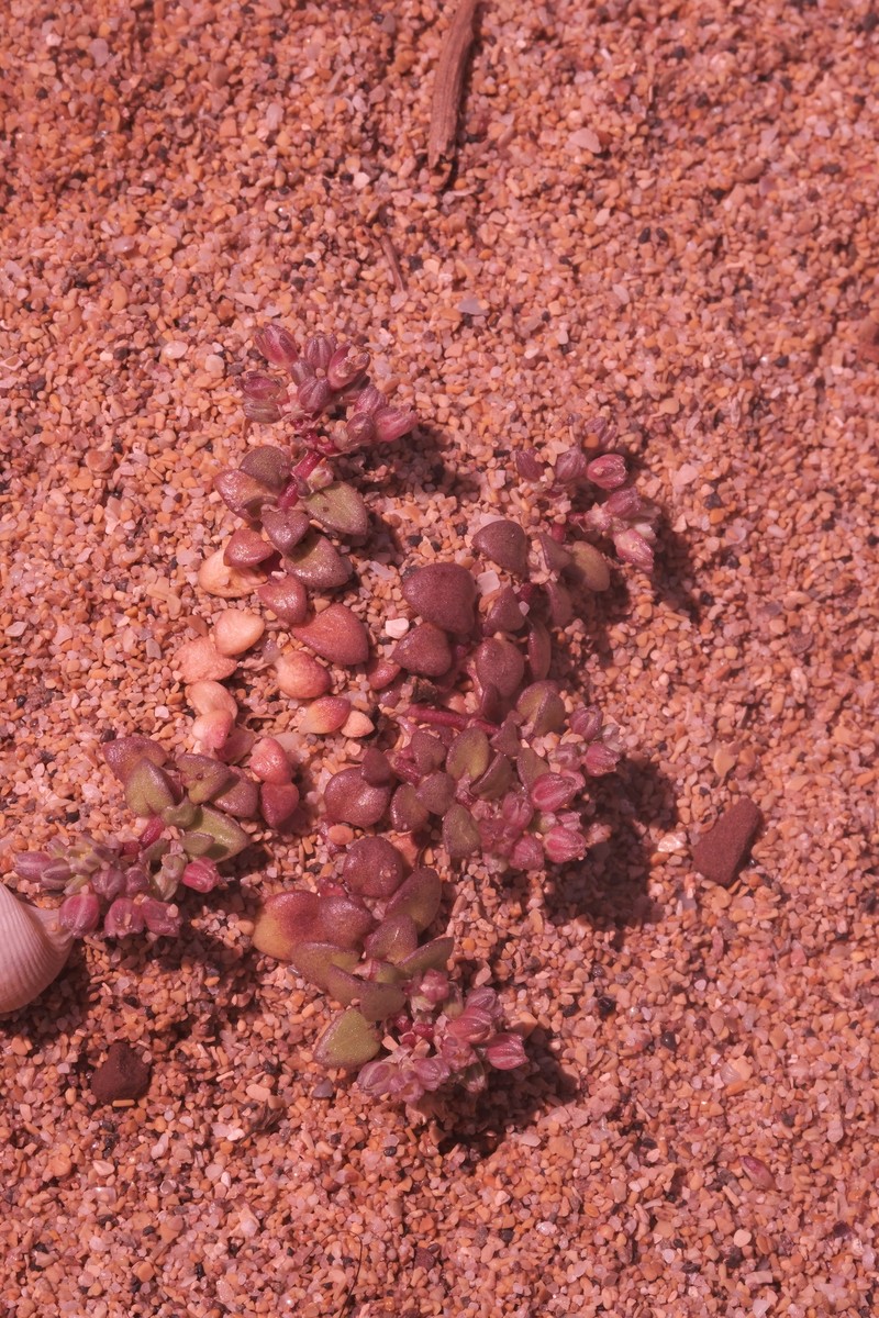 Polycarpon tetraphyllum subsp. dunense photo 2