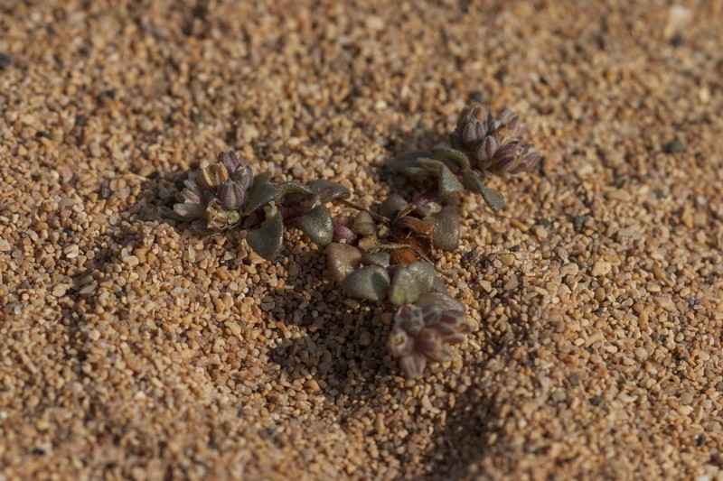 Polycarpon tetraphyllum subsp. dunense photo 3