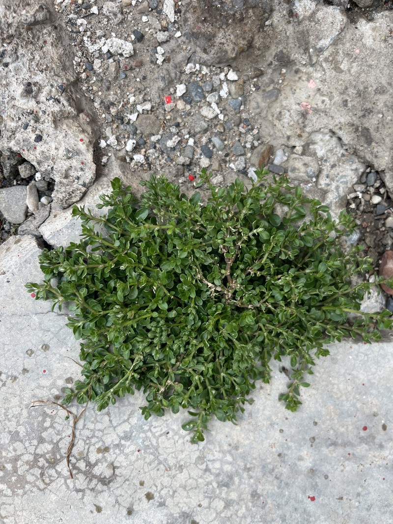 Polycarpon tetraphyllum subsp. tetraphyllum