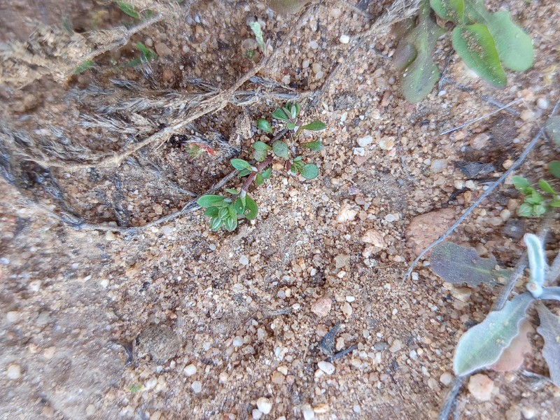Polycarpon tetraphyllum subsp. tetraphyllum photo 2