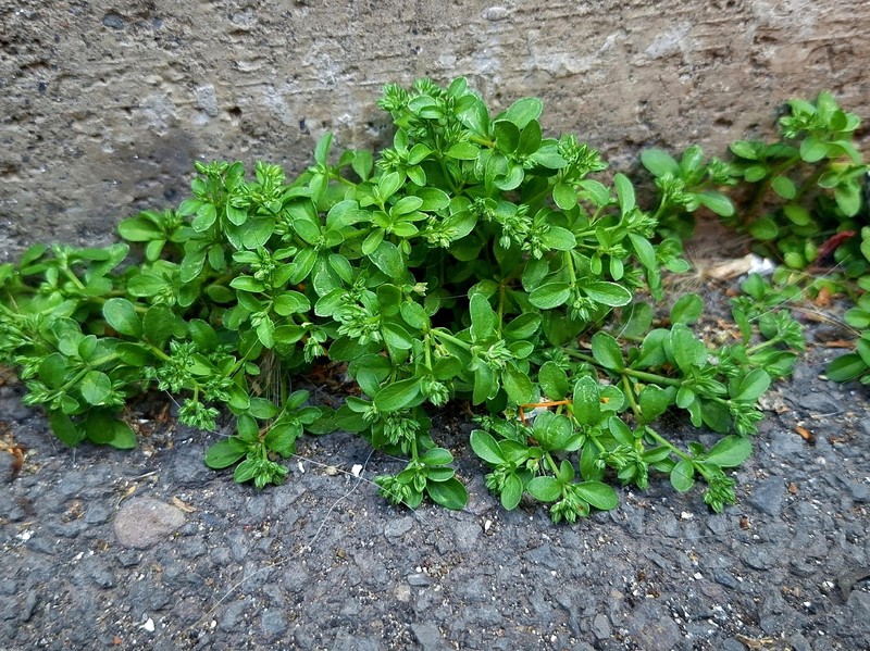 Polycarpon tetraphyllum subsp. tetraphyllum photo 3