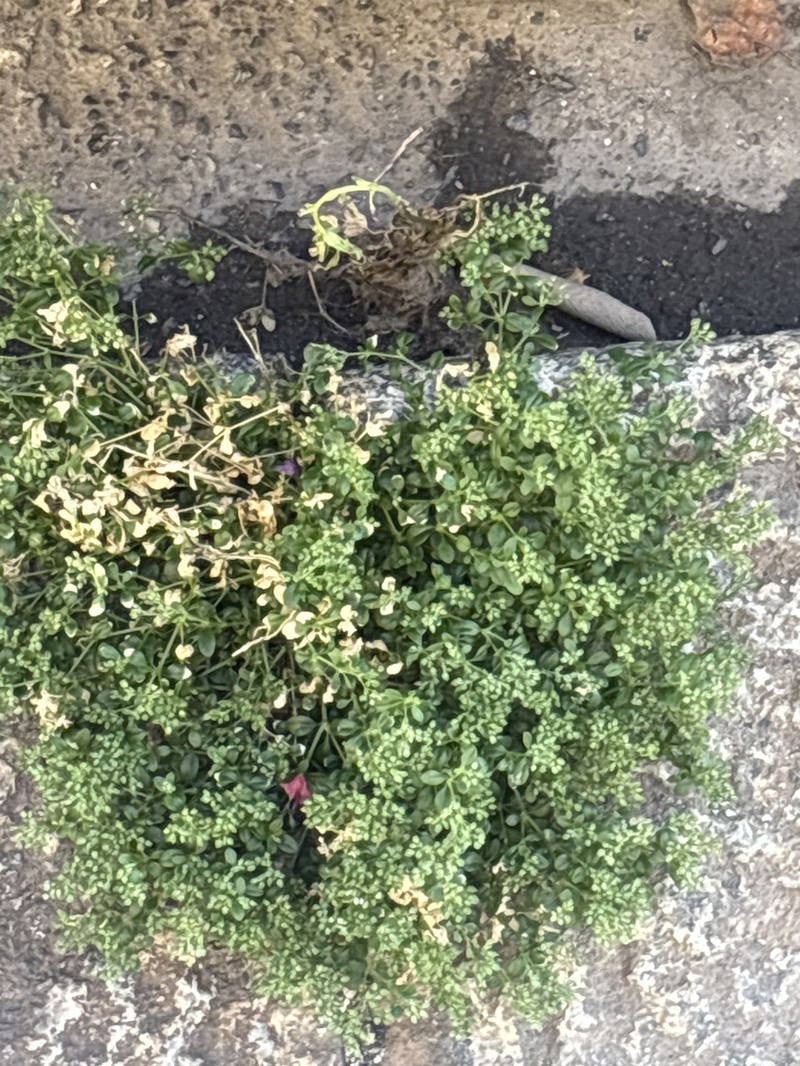 Polycarpon tetraphyllum subsp. tetraphyllum photo 4