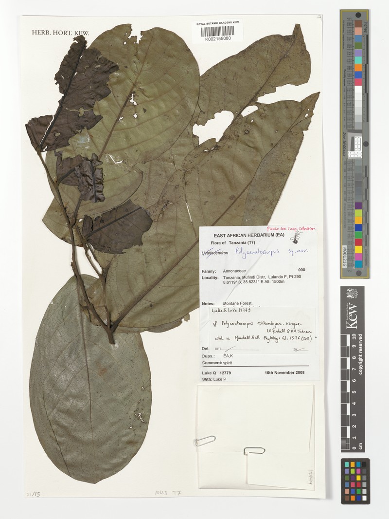 Polyceratocarpus askhambryan-iringae