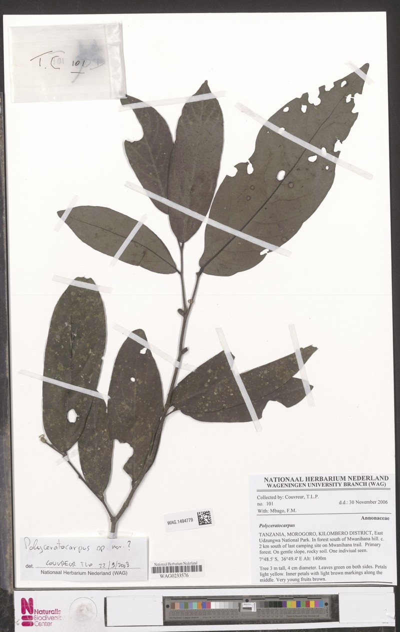 Polyceratocarpus askhambryan-iringae photo 2