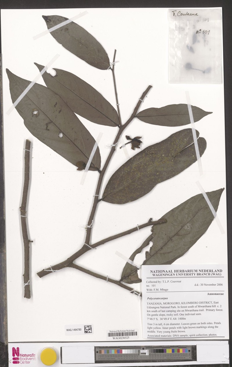 Polyceratocarpus askhambryan-iringae photo 3