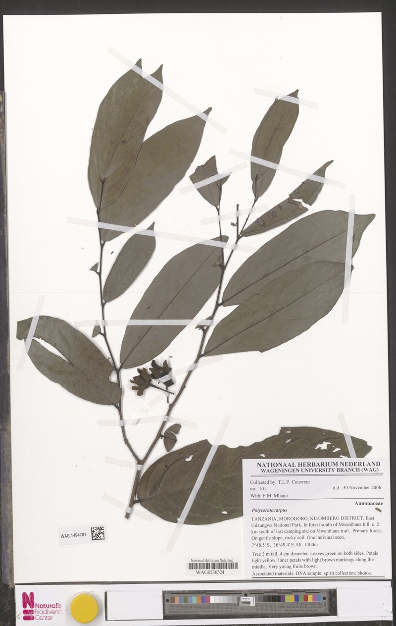Polyceratocarpus askhambryan-iringae photo 4