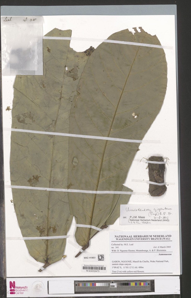 Polyceratocarpus germainii