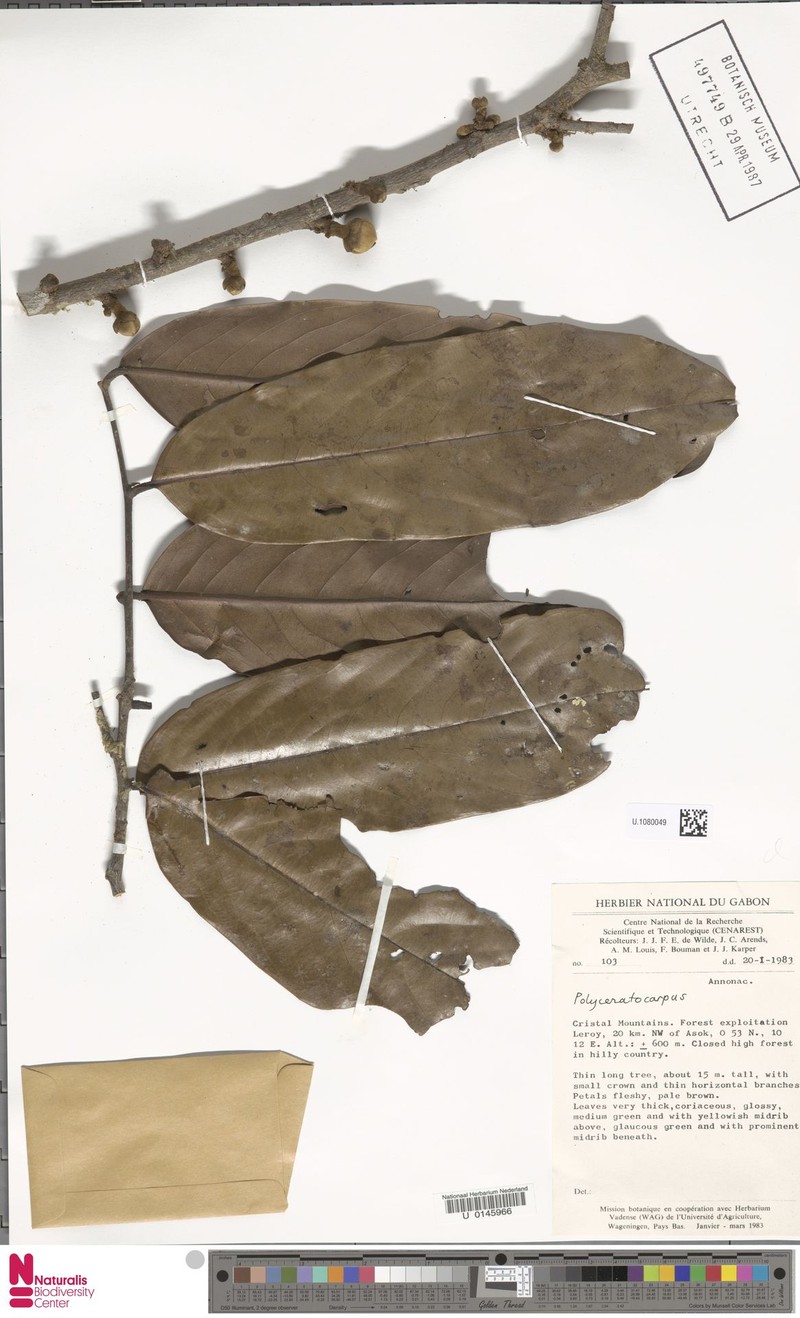 Polyceratocarpus germainii photo 2