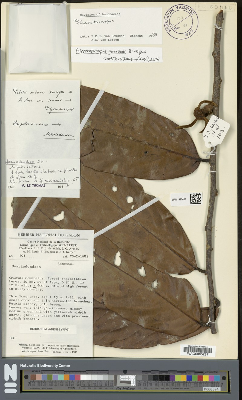 Polyceratocarpus germainii photo 3
