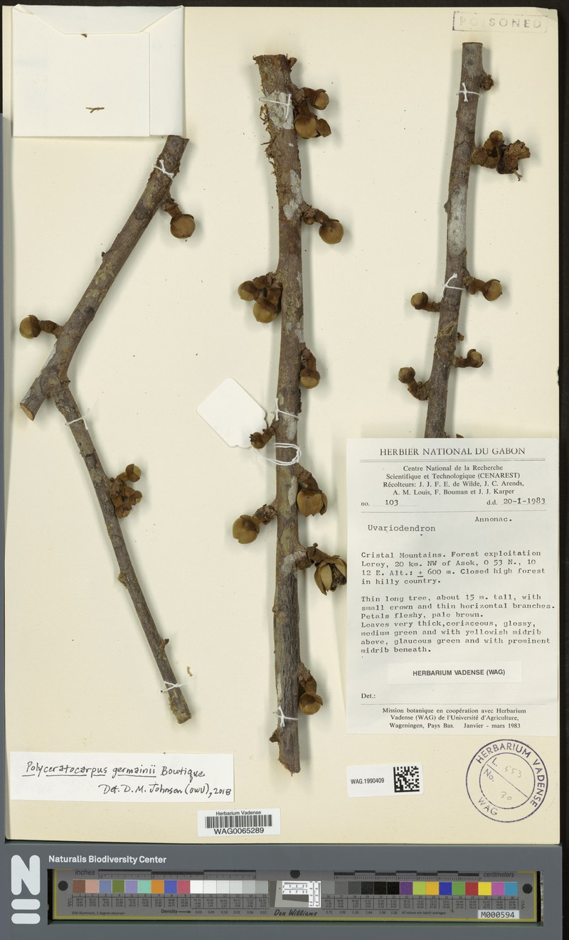 Polyceratocarpus germainii photo 4