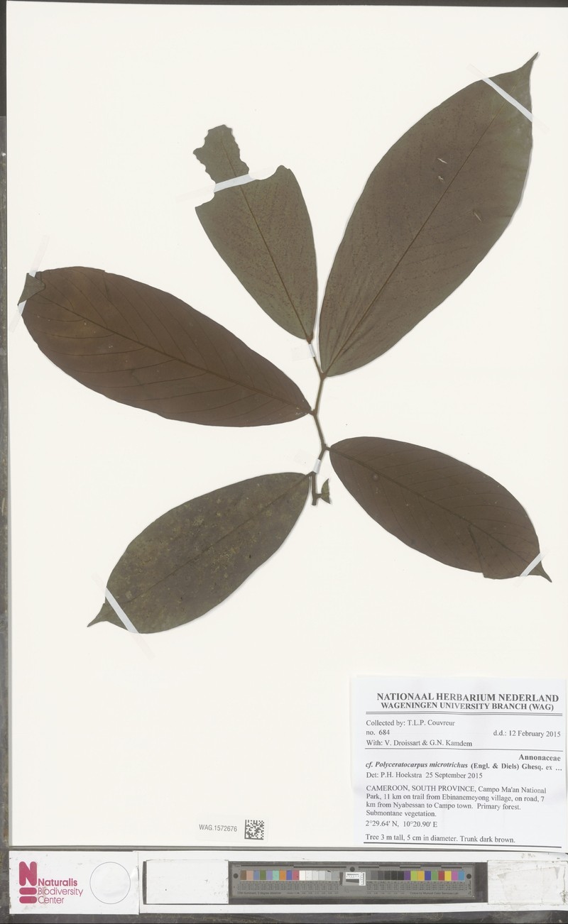 Polyceratocarpus microtrichus photo 2