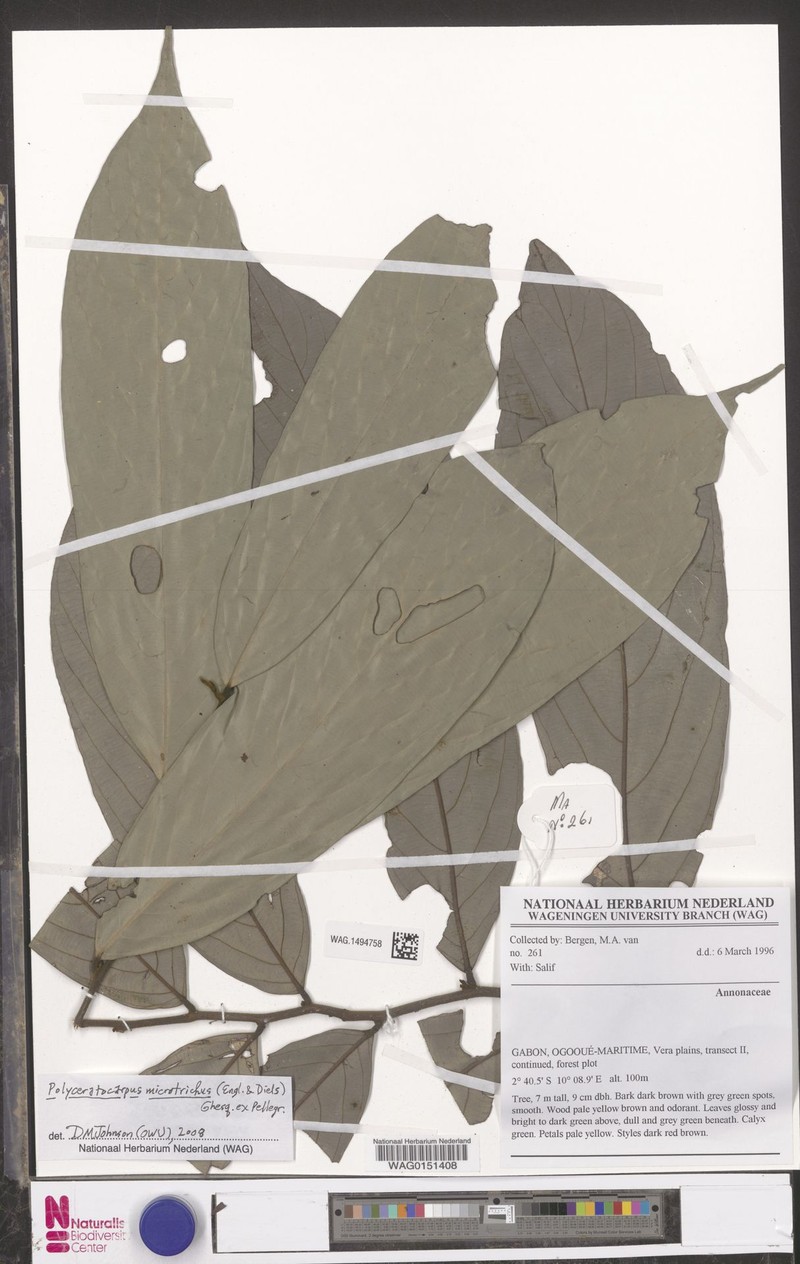 Polyceratocarpus microtrichus photo 4