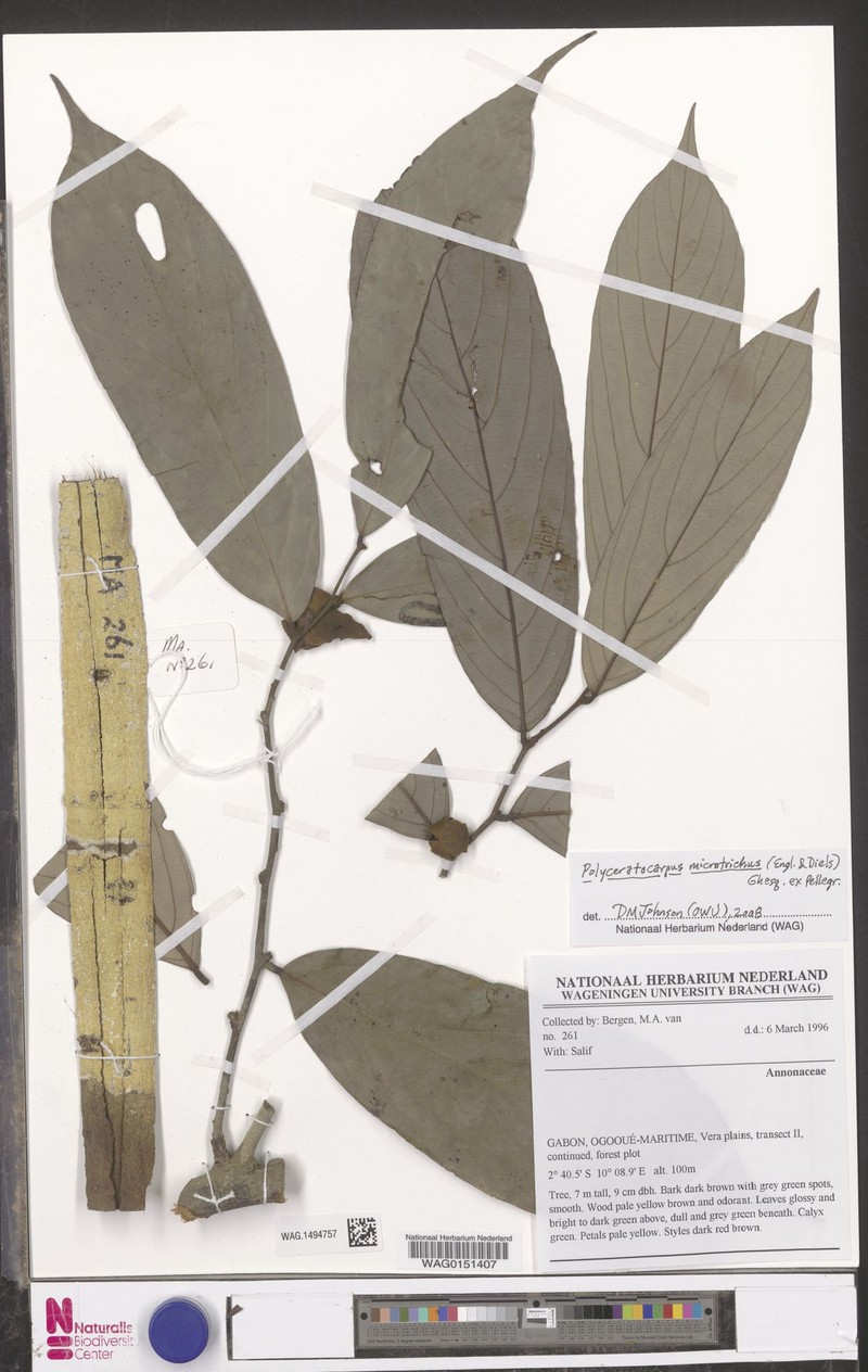 Polyceratocarpus microtrichus photo 5